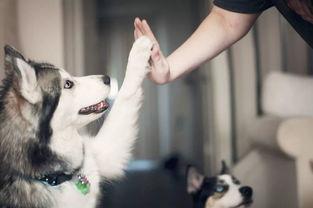 娱乐吃瓜酱搬家带狗,娱乐吃瓜酱携爱犬开启温馨搬家之旅